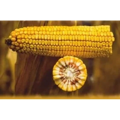 Желтая кукуруза на деревянной подставке с поперечным срезом зерна - КМ 2170