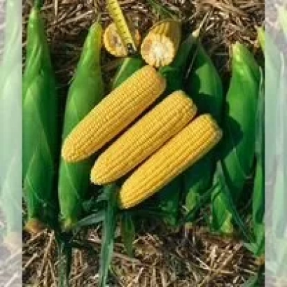 Кукуруза на почве - КМ 3182