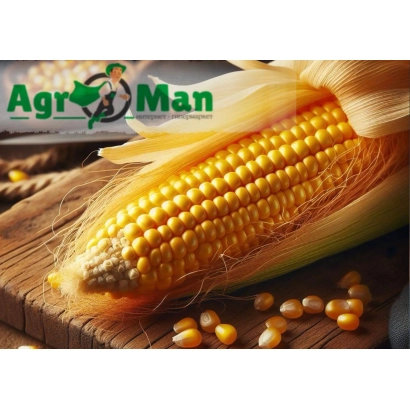 КМ 3211 | KM 3211 — кукуруза на деревянной доске с зернами рядом