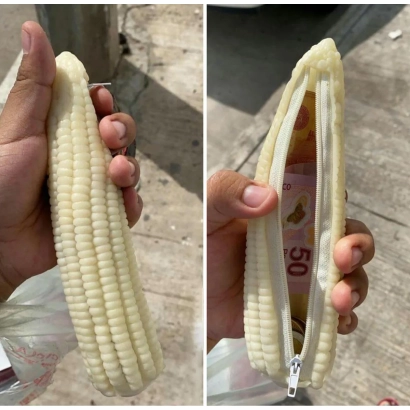 Свежая кукуруза в руках, вид сбоку и разрезанная початок - Коин