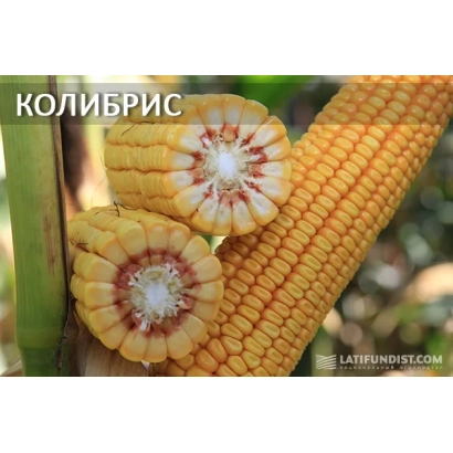 Колосок кукурузы Колибрис с разрезом, показывающим ядра