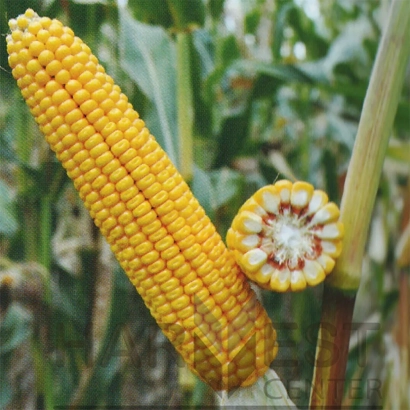 Желтая кукуруза на стебле с поперечным срезом початка - Колизей 180 ВС