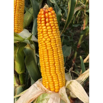Fresh ear of corn variety Collective 244 MV against leafy background