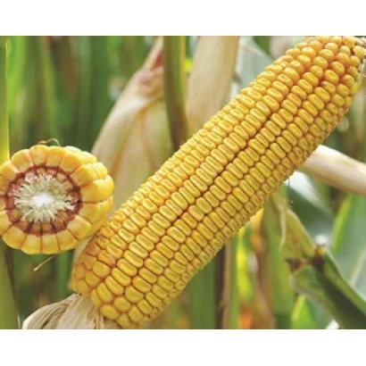 Fresh ear of corn variety Collective 95 M with cut showing kernel - Collective 95 M / Collectivnyi 95 M