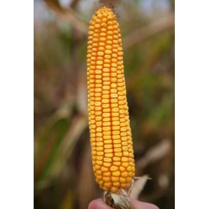 Созревшая початок кукурузы КОЛОССО на фоне поля