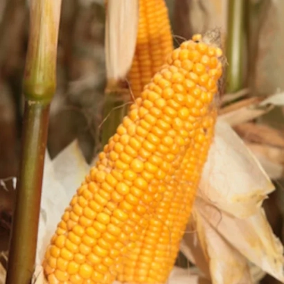 Золотой початок кукурузы на фоне стеблей и листьев - Компетас