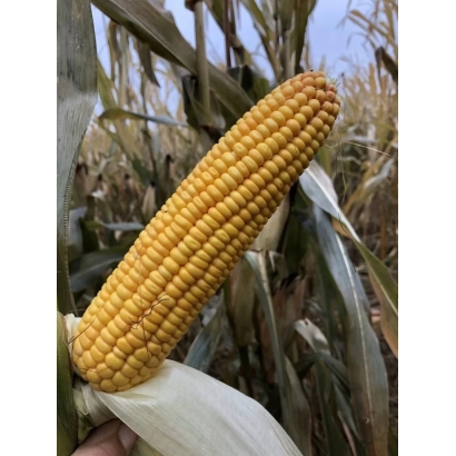 Свежий початок кукурузы на фоне поля - Корпо