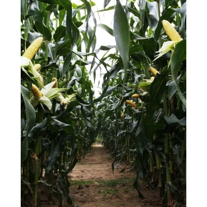 Поле кукурузы с созревшими початками - Космо 230