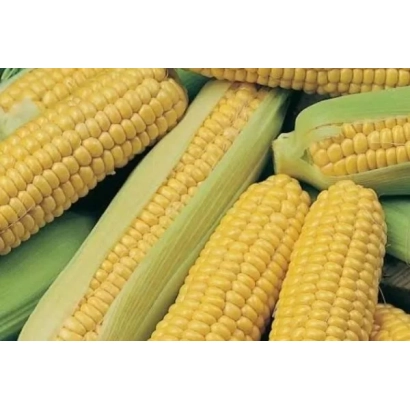 Свежая кукуруза КР 070 МВ
