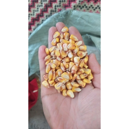 Hand holding corn kernels of KR 232 UM