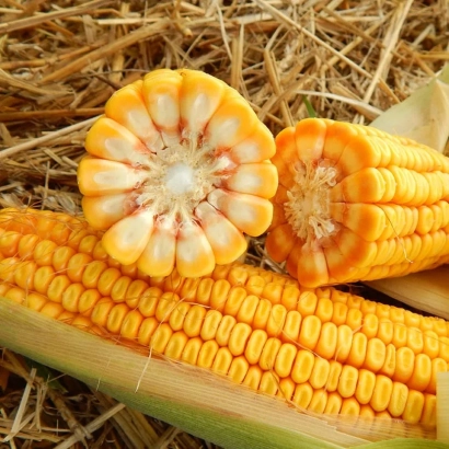 Кукуруза на сене - КР 27 МВ