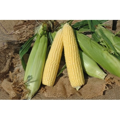 Свежая кукуруза в шелухе на земле - КР 5238 МВ
