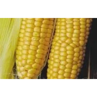 Свіжі початки кукурудзи КР 677 МВ на темному фоні