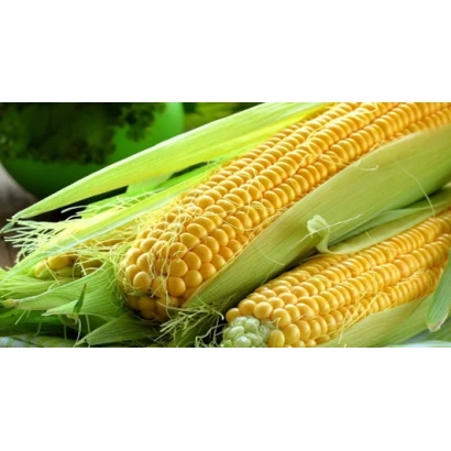 Свіжа кукурудза в лусці - КР 720 МВ