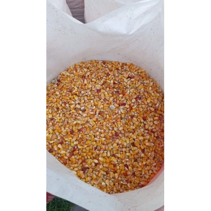 Коричневые зерна кукурузы в белой упаковке - КР 733 6 МВ