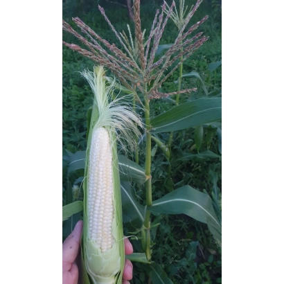 Кукуруза КР 740 УМ на фоне стебля с початком