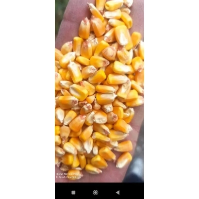 Yellow corn kernels CR 742 | KS 742 | KR 742 in hand