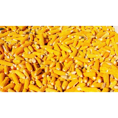 Крупный план желтой кукурузы - КР 742 УМ