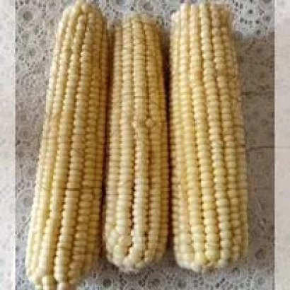 Три початка кукурузы КР 790 МВ на светлом фоне