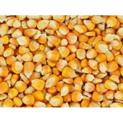 Крупный план желтых зерен кукурузы - КР 8653 МВ