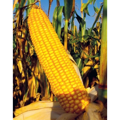 Золотой початок кукурузы на фоне листьев - КРАСНОДАРСКИЙ 193 МВ