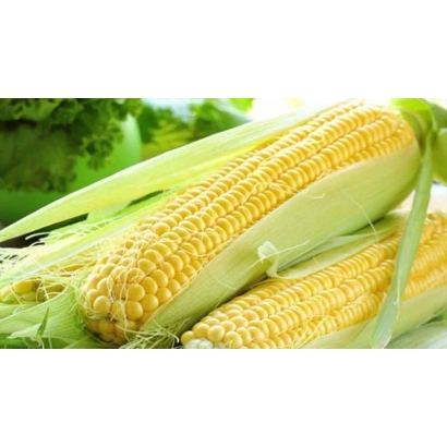 Fresh corn in husk - KRAASNODARSKIY 204 MV