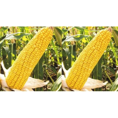 Золотистый початок кукурузы Краснодарский 205 АМВ на фоне зелёных листьев