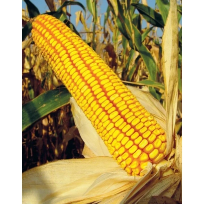 Mature corn Krasnodarsky 210 MV in a field setting