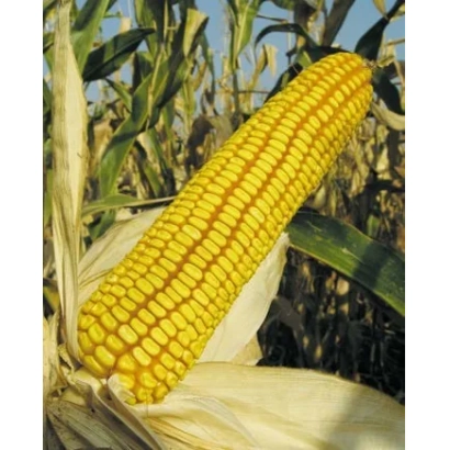 Золотой початок кукурузы Краснодарский 292 АМВ на фоне листьев