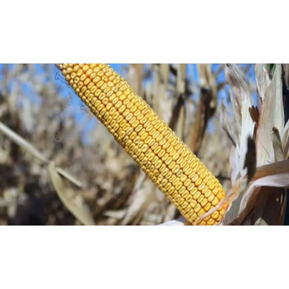 Созревшая кукуруза Краснодарский 295 АМВ на фоне поля
