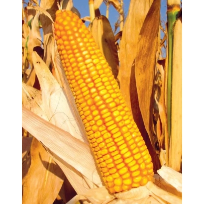 Золотой початок кукурузы Краснодарский 370 МВ на фоне сухих листьев