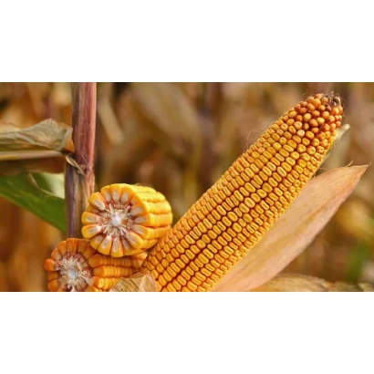 Golden corn cobs of Krasnodarskiy 383 MV against a stalk background