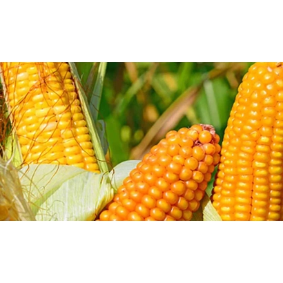 Golden corn cobs against a green background - KRAZNOYARSKY 387 MV