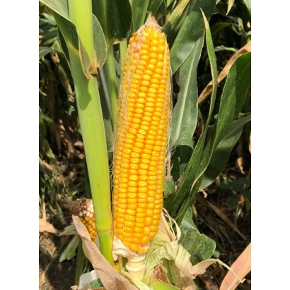 Ripe corn KRAZNOARSKIJ 415 MV against leaf background