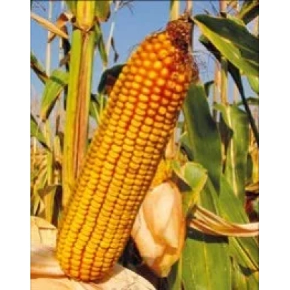 Зрілий початок кукурудзи Краснодарський 452 АМВ на тлі стебел