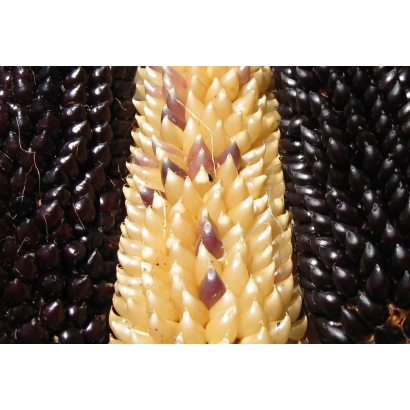 Кукуруза Краснодарский Лопяущийся 405