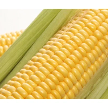 Желтая кукуруза на белом фоне - Криничанський 257 СВ