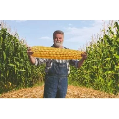 Мужчина держит в руках большой початок кукурузы на фоне поля - Кросби