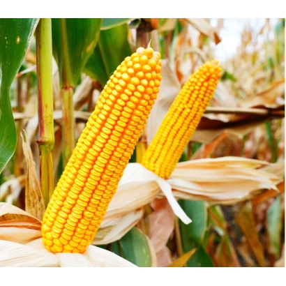Fresh corn on the cob in a field - CORN KSS 2290