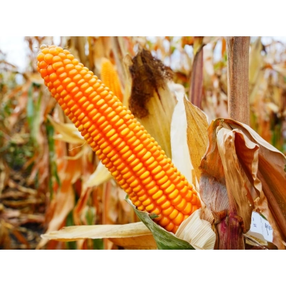 Созревшая кукуруза КСС 5162 на фоне поля