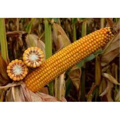 Freshly harvested corn cob KSS 5284 against a field background