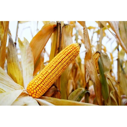 Золотий початок кукурудзи КСС 5291 на фоні листя