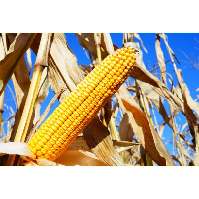 Золотой початок кукурузы КСС 7270 на фоне сухих листьев и синего неба