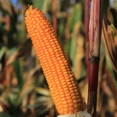 Mature corn cob on stalk - CORN KSS 7360
