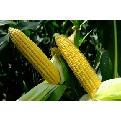Свежие початки кукурузы КСС 7400 на фоне листьев