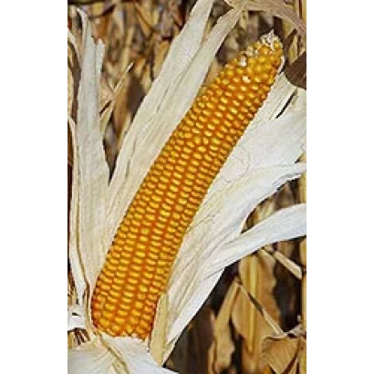Золотистый початок кукурузы Кубанский 141 МВ на фоне сухих листьев