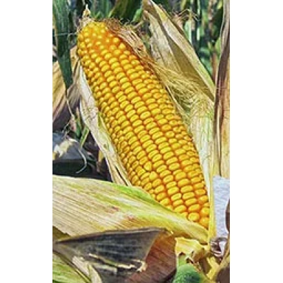 Свежий початок кукурузы Кубанский 160 СВ на фоне листьев