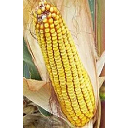 Желтая кукуруза на початке - КУБАНСКИЙ 250 МВ