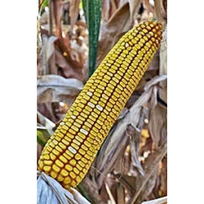 Golden corn cob against dried leaves - KUBANSKY 320 SV