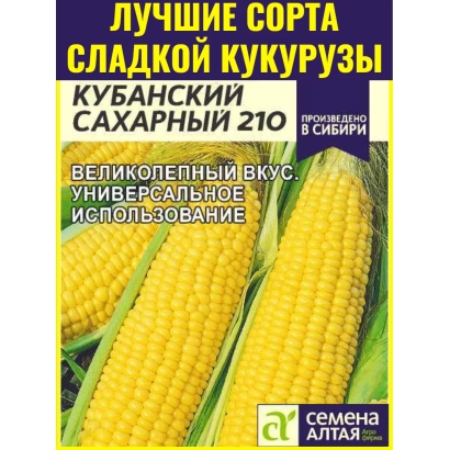Seed packet of corn Kuban 500 SV with image of cobs